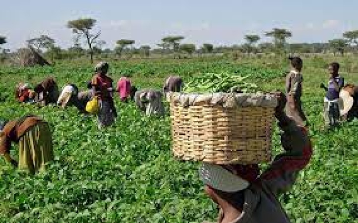 Economist urges FG to focus more on agriculture to boost economy